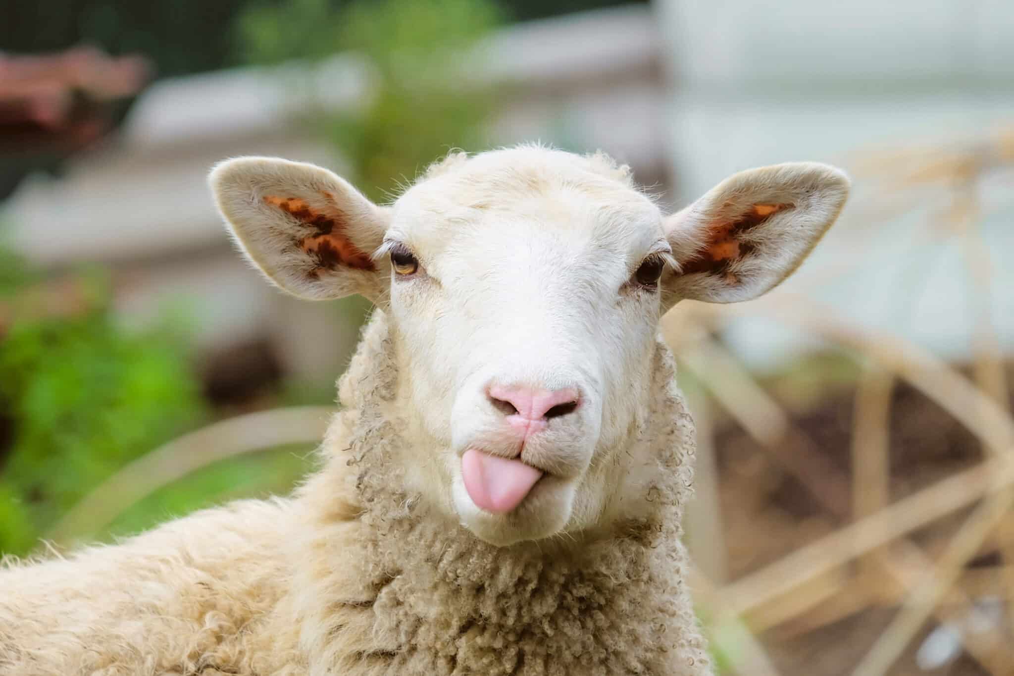 sélection naturelle SVT