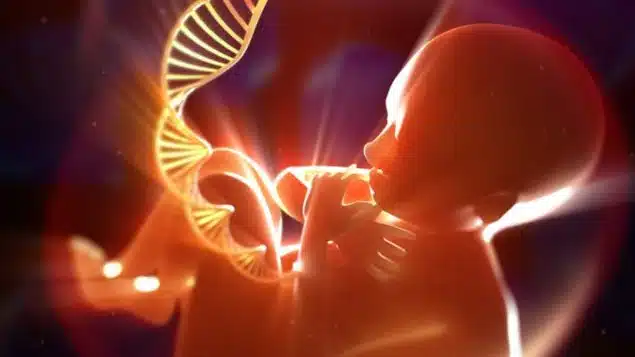 L’ADN poubelle : mythe ou réalité ?