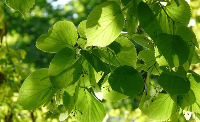 La respiration cellulaire : étapes et bilan énergétique