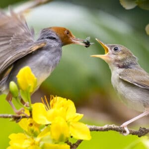 Les chaînes alimentaires et réseaux trophiques