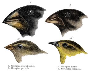 L’évolution des espèces : mécanismes et exemples concrets