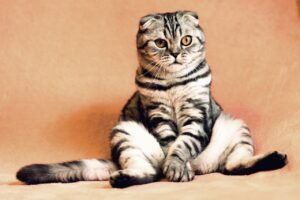 Les animaux pensent-ils ? Entre éthologie, philosophie et fiction