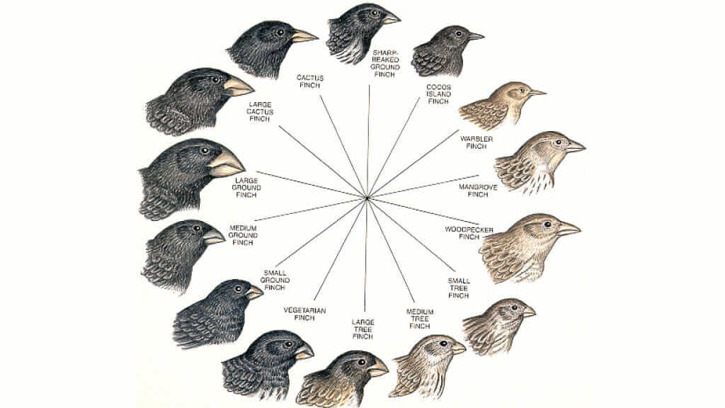 oiseaux