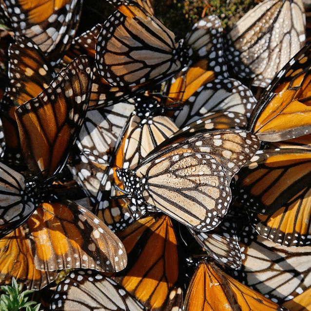 papillons 