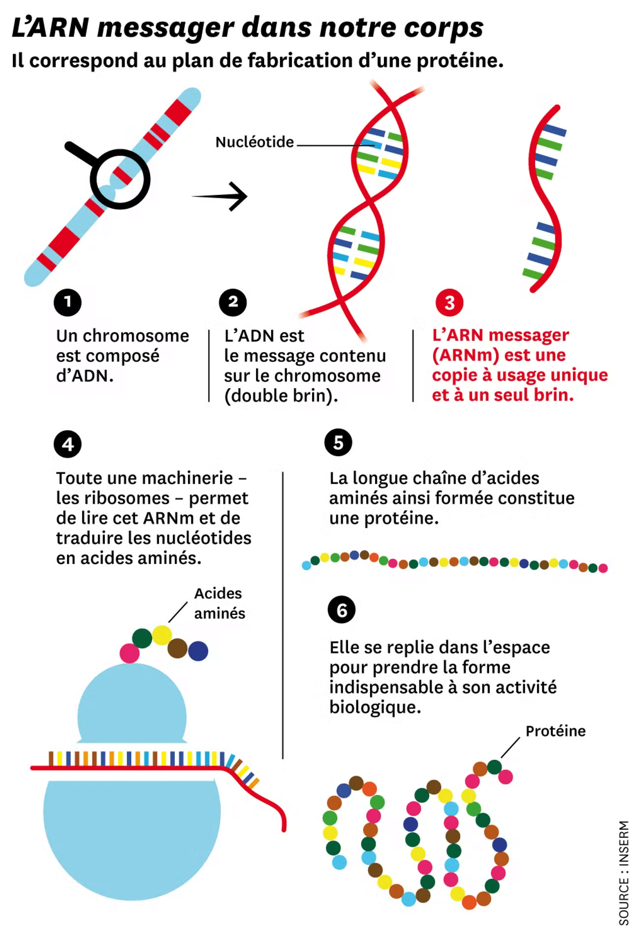 Le code génétique : universel mais redondant