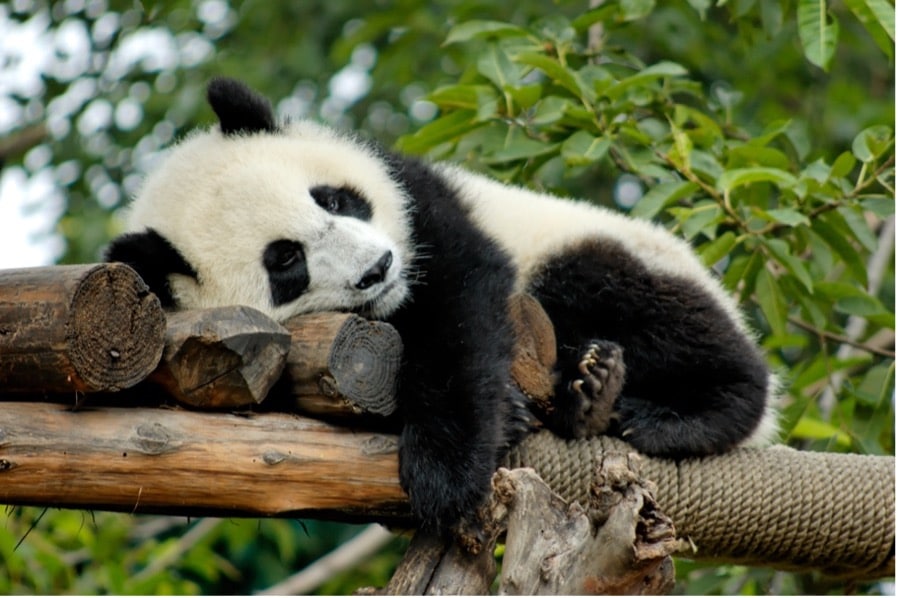 diplomatie du panda 
