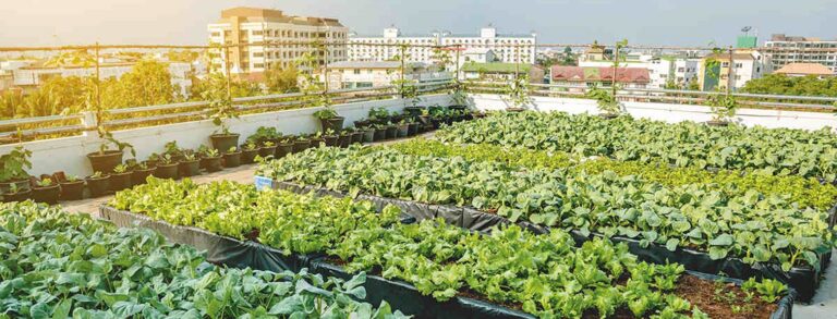 L’agriculture urbaine : une réponse aux enjeux alimentaires ?