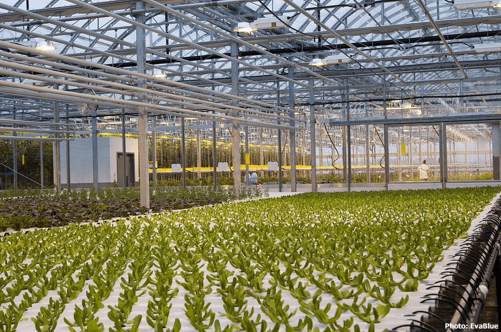 serres urbaines, agriculture urbaine