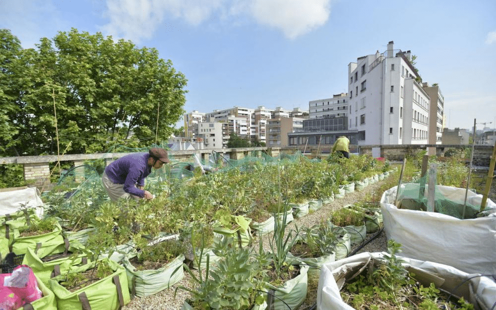 agriculture urbaine