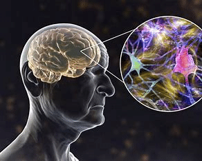 cerveau humain 