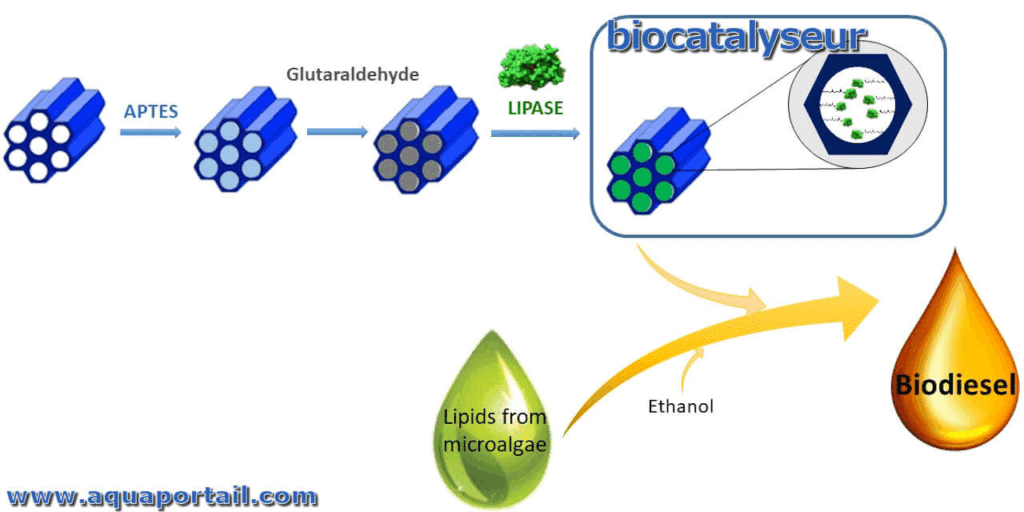 biocatalyseur