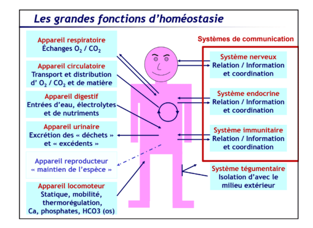 les grandes fonctions d'homéostasie 