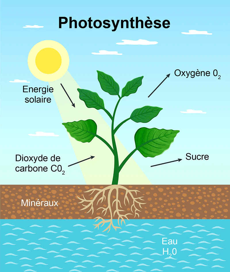 photosynthèse