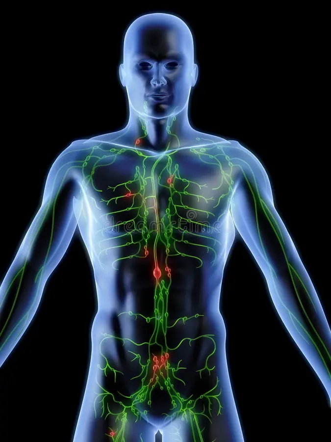 Le système lymphatique : rôle dans l’immunité et la circulation