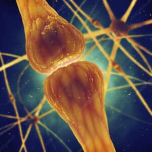 La synapse chimique : fonctionnement et rôle dans la transmission de l’influx nerveux