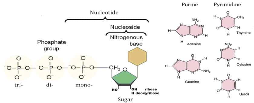 Schéma récapitulatif du nucléotide et des bases azotées avec dessin des molécules qui leur correspondent