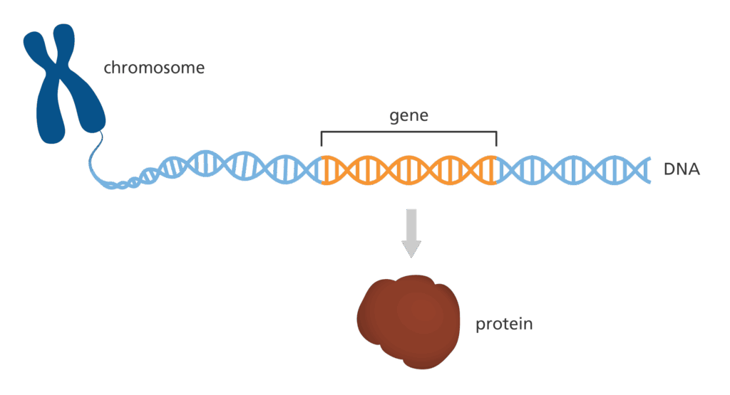 chromosome qui se déroule et met en lumière un gène, qui lui même permet la création de protéines