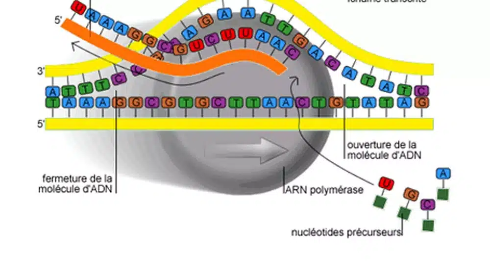 Schéma montrant la transcription d’un brin d’ADN par l’ARN polymérase