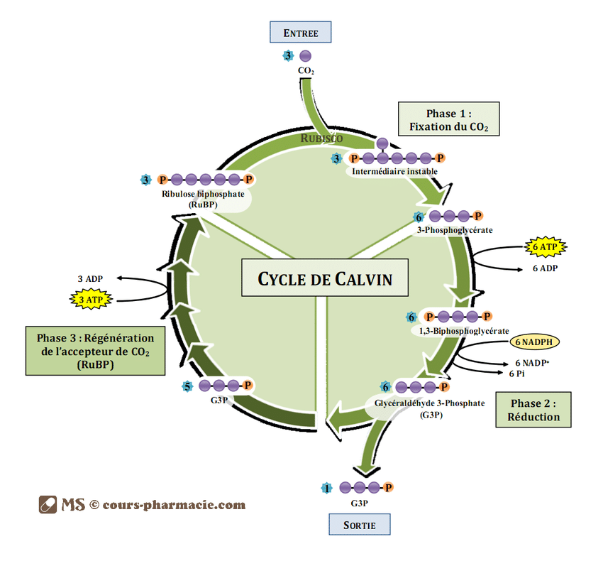 Cycle de calvin avec des réactions en chaîne qui recommencent encore et encore