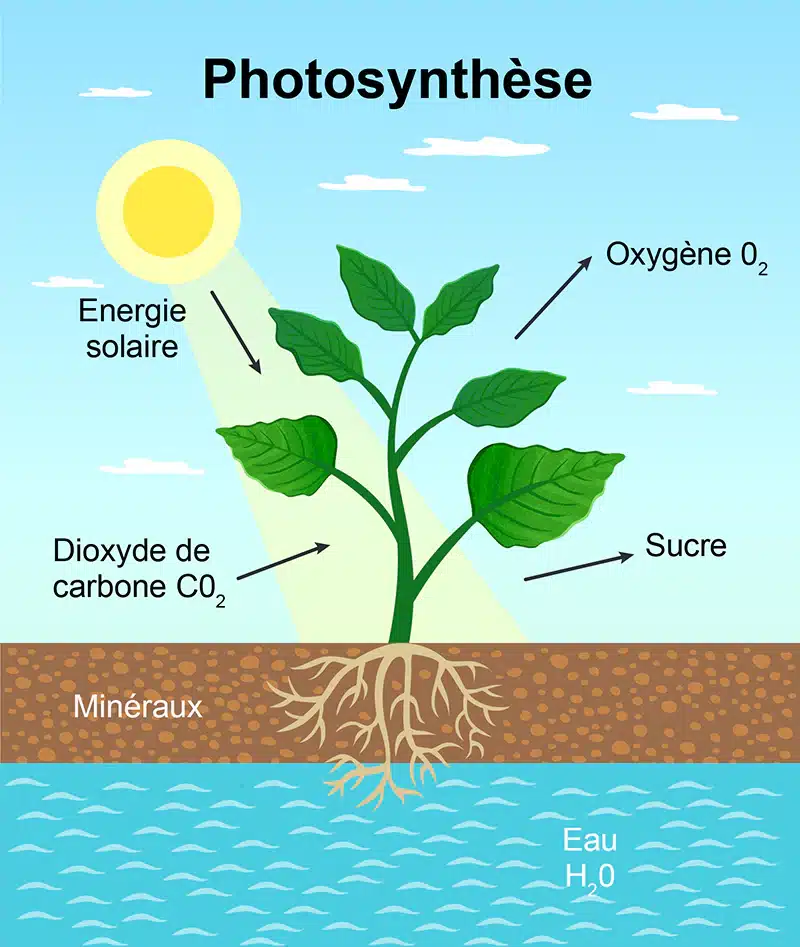 Schéma de la photosynthèse avec tout ce qui est apporté à la plante (soleil, minéraux, eau et CO2) puis tout ce qui en sort (sucre, O2)