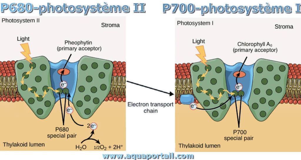 Photosystèmes 1 et 2 dans la membrane schématisés avec tous les échangent qui s’y produisent.