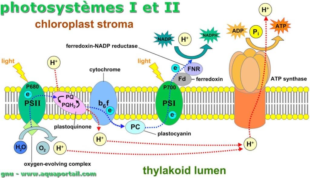 Schéma des échanges du photon à la création d’ATP dans le stroma