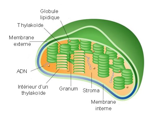 Schéma d’un chloroplaste avec ses organites principaux