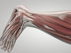 Le réflexe myotatique : exemple de boucle de régulation nerveuse