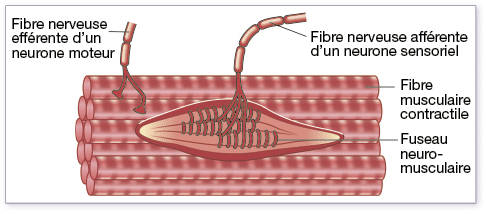 fibre sensorielle