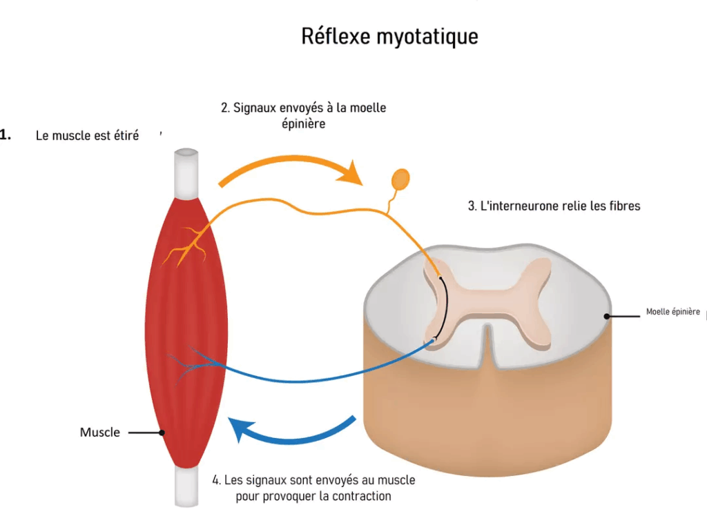 réflexe myotatique