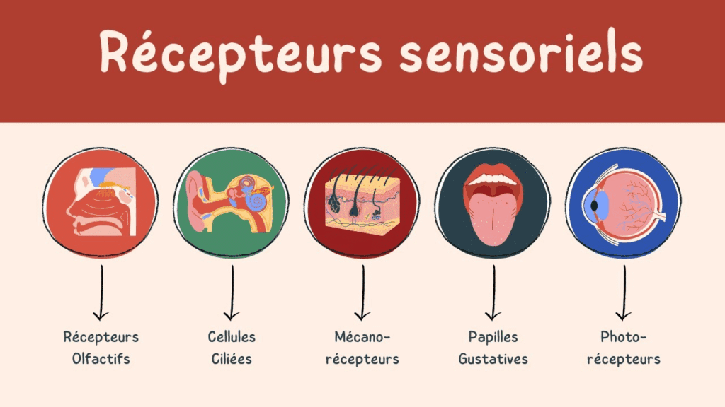 récepteurs sensoriels
