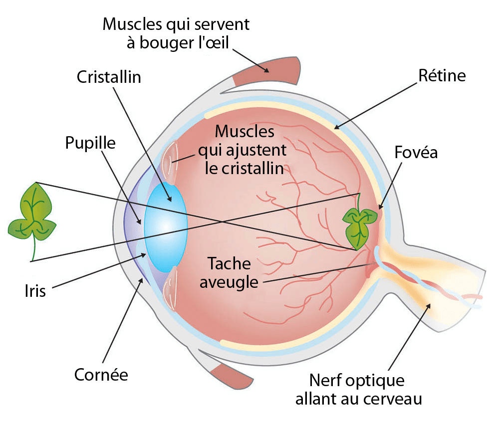 coupe d'un oeil