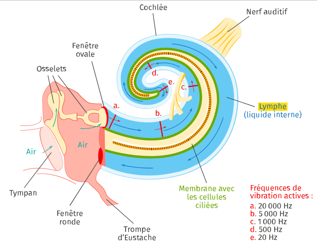 coupe d'une oreille