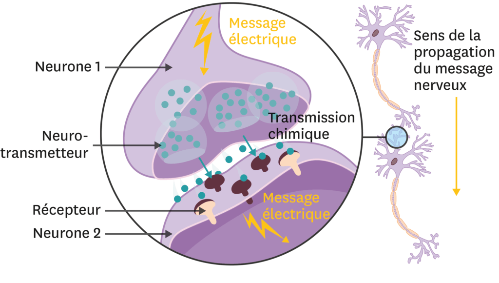 synapse chimique