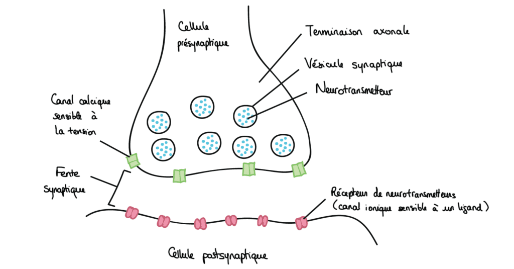 synapse chimique