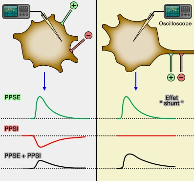 synapse