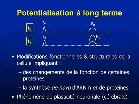 potentialisation à long terme