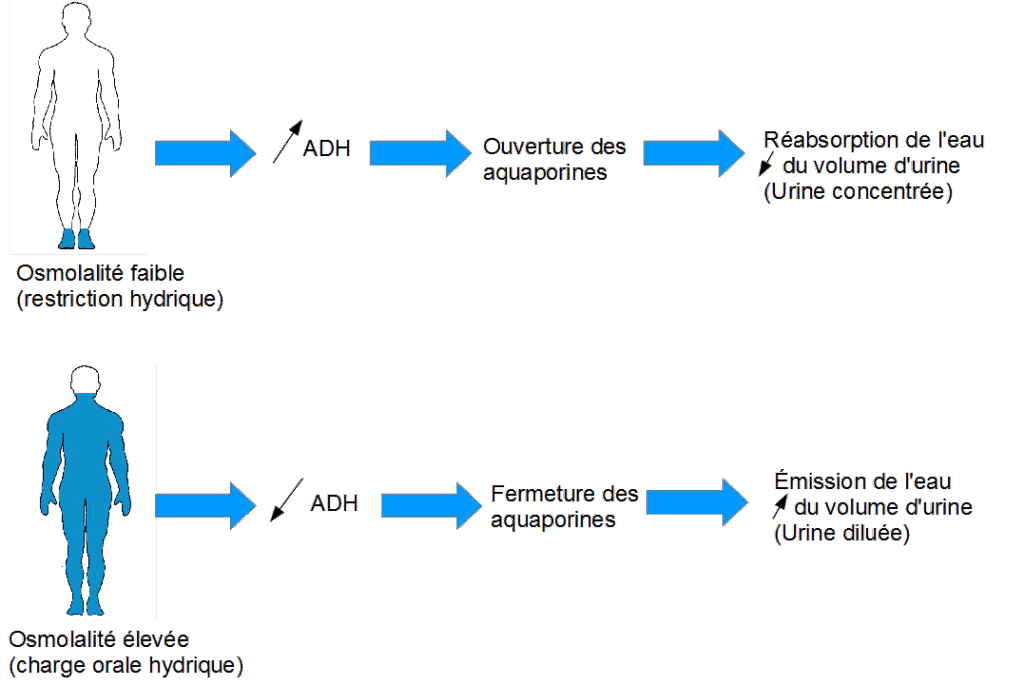 osmolarité sanguine