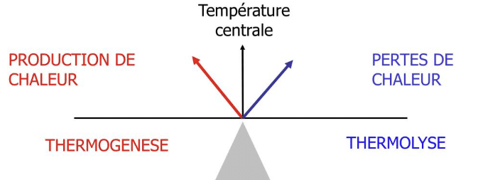 thermogénèse