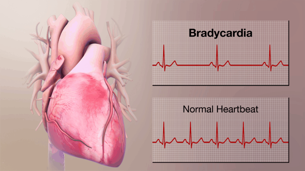 L’impact du sport sur le système cardiovasculaire