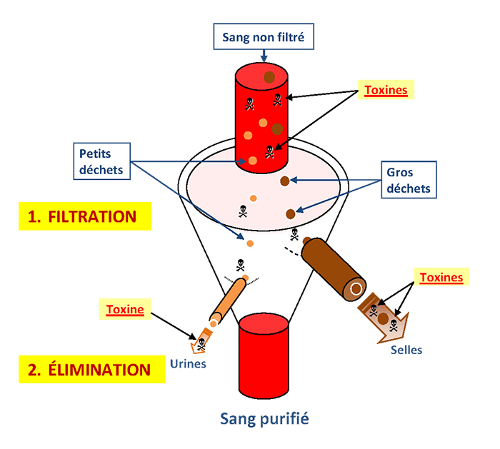 filtration du sang schéma